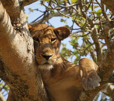 Luxury Uganda Safari Packages